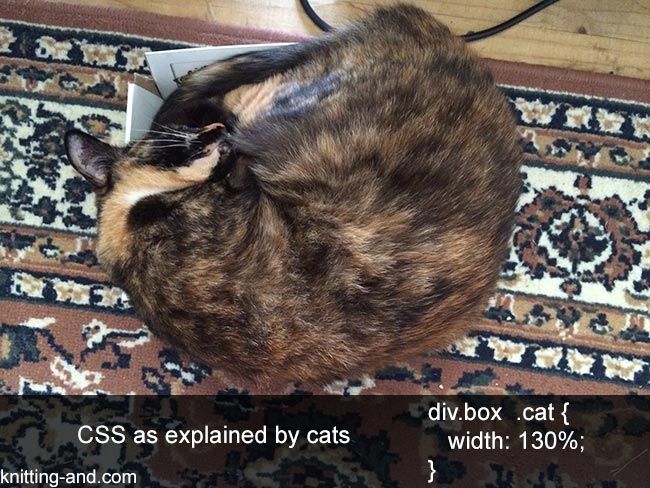 My cat illustrating the CSS box model.