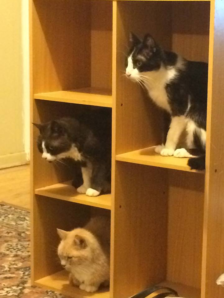 Tidy kitties on a bookshelf