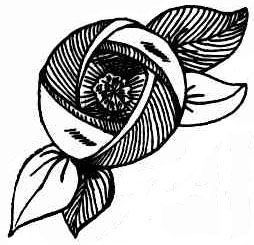 Black and white line drawing of a fabric rose from 1930