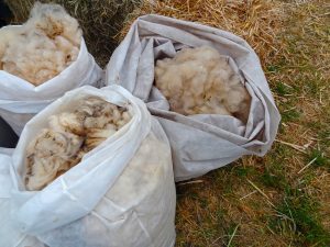 Raw sheep fleece in bags