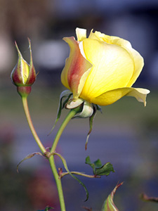 Yellow rose