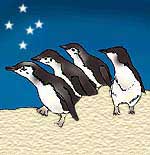 Little penguins