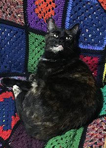 Tammy cat on a granny square crochet blanket